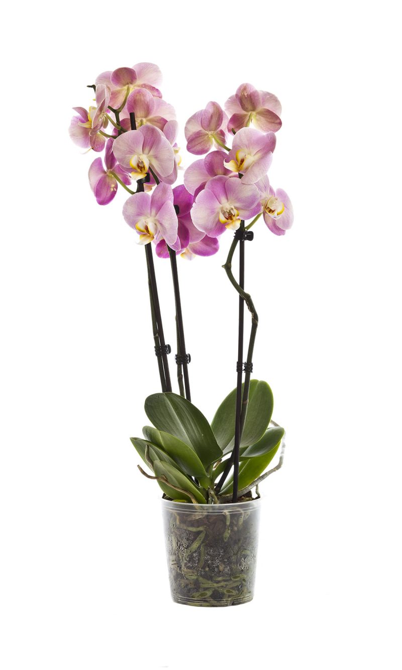 Orchidea Phalenopsis