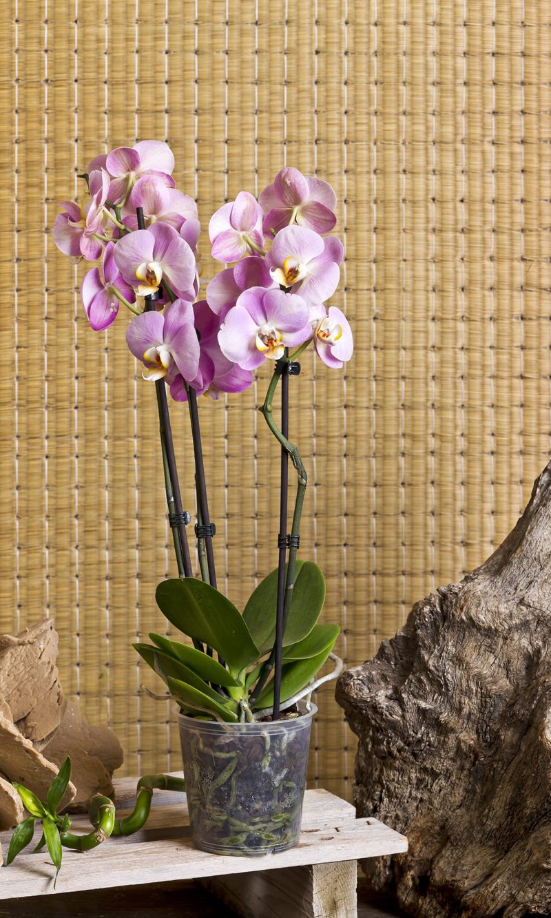 Orchidea Phalenopsis