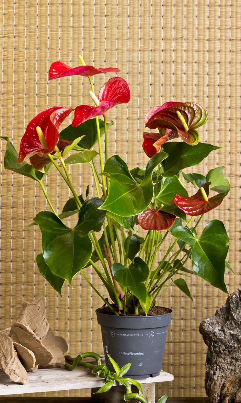 Anthurium Rossa