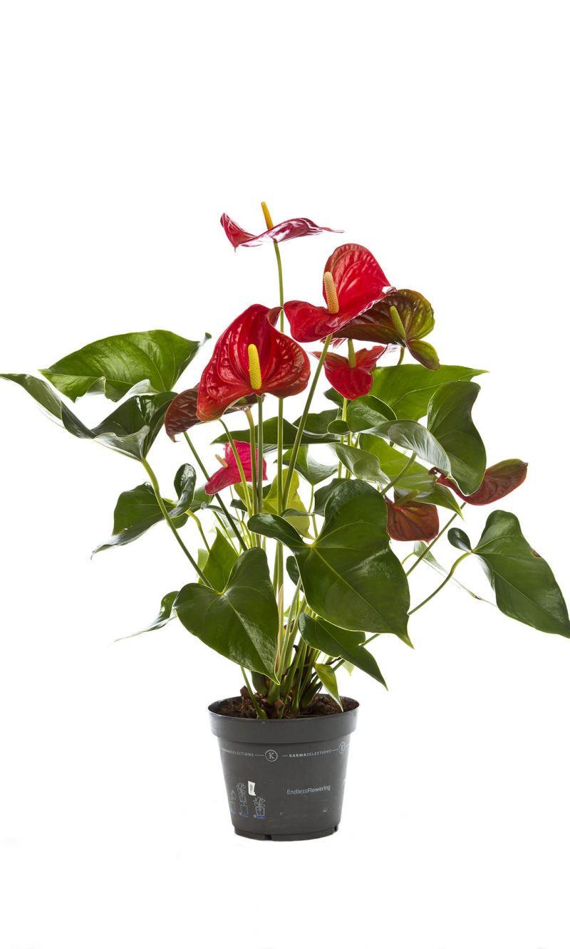 Anthurium Rossa