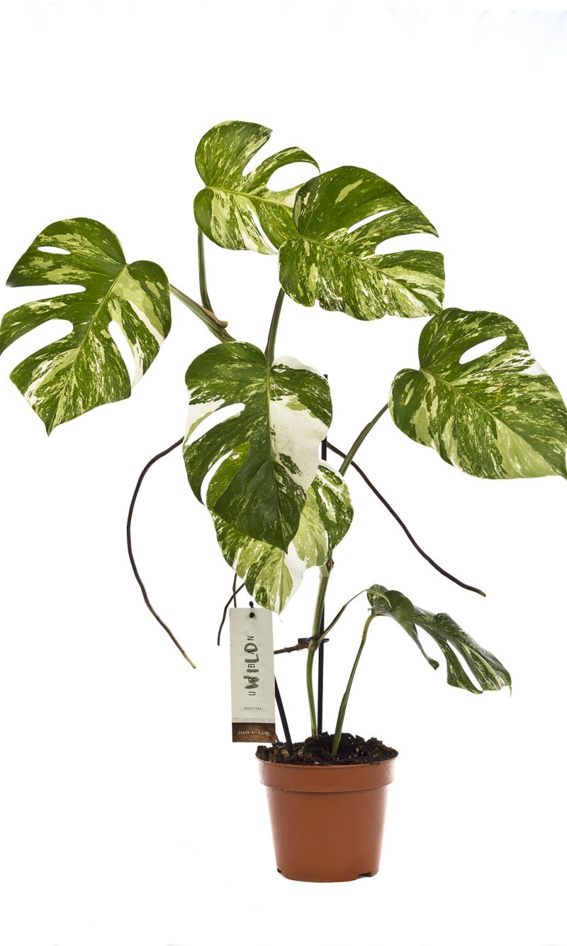 Monstera Deliciosa Variegata