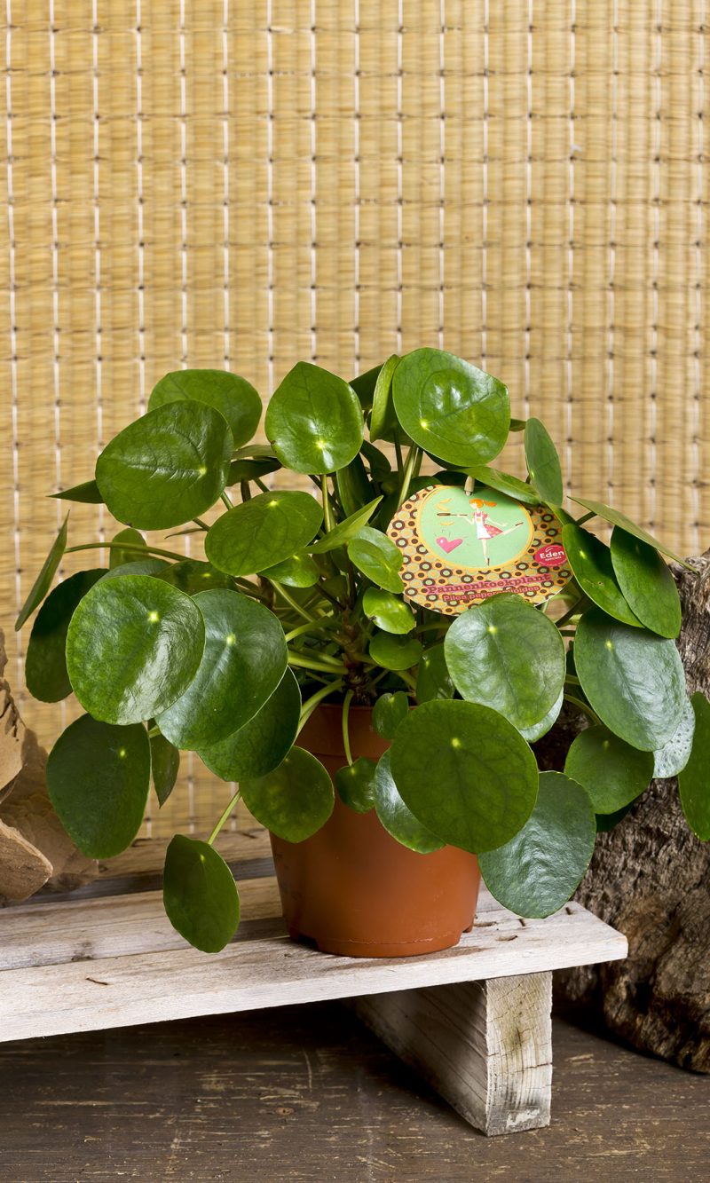 Pilea