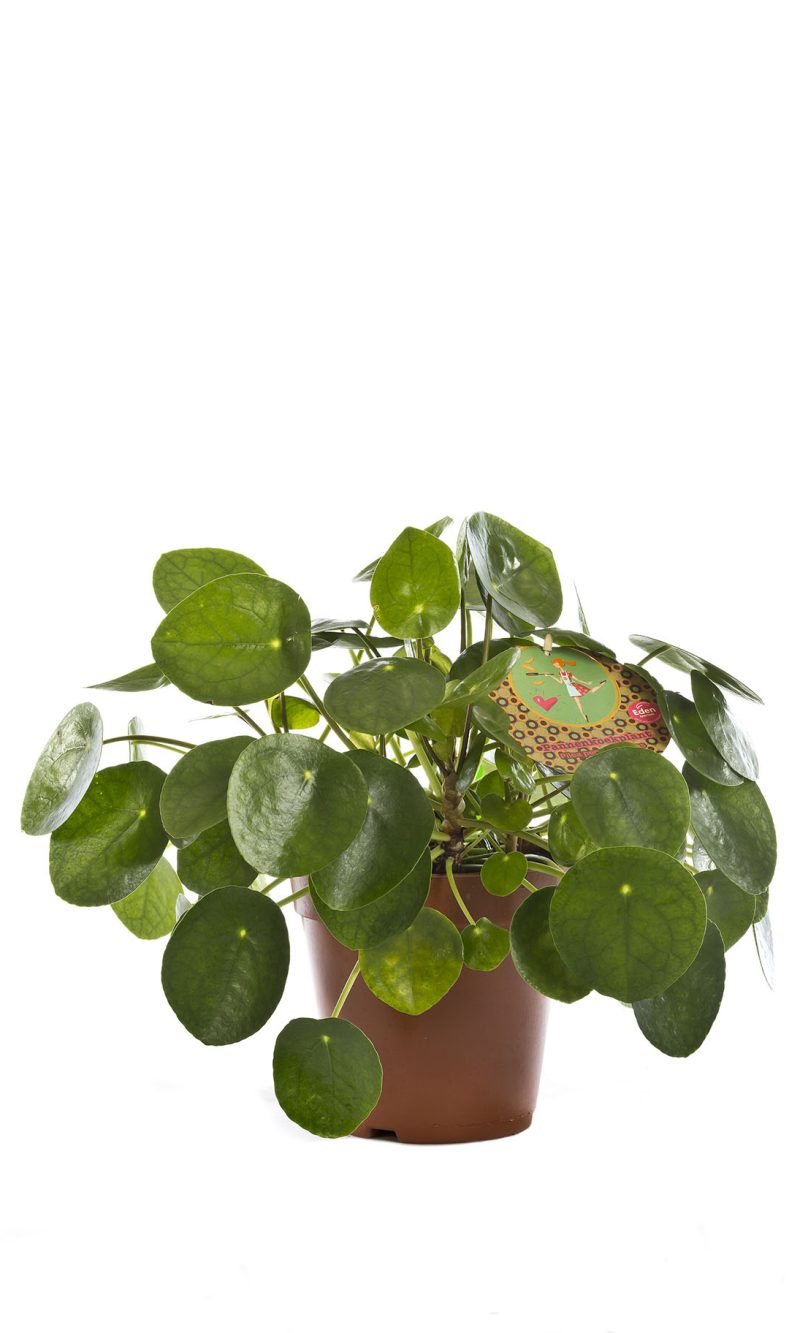 Pilea