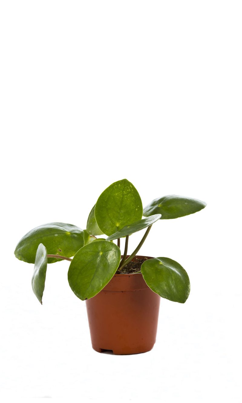 Pilea Baby