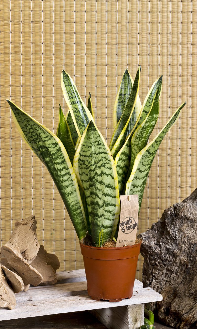 Sansevieria