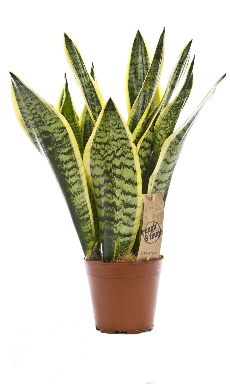 Sansevieria