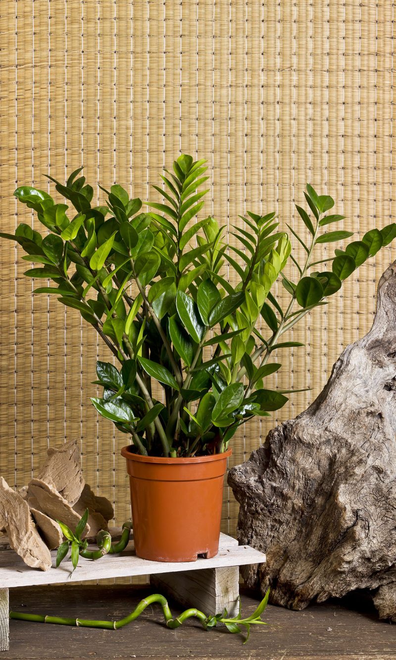 Zamioculcas