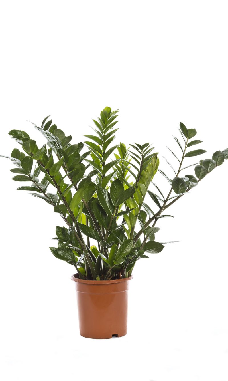 Zamioculcas